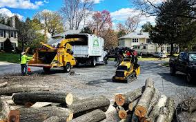 Best Tree Preservation Services  in Shannondale, WV